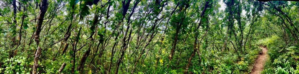 Path Through a Remembered Forest