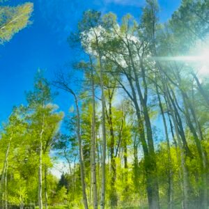 Reaching Toward the Sky