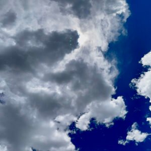 Light Through the Quiet Woods