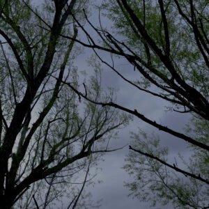 Whisper Beside the Water