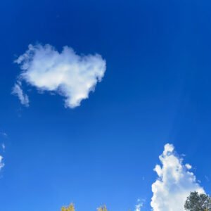 The Aspens Beneath the Flame