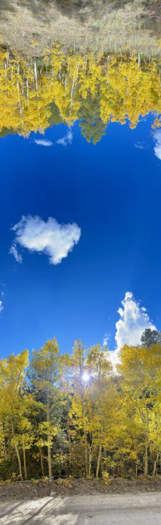 The Aspens Beneath the Flame