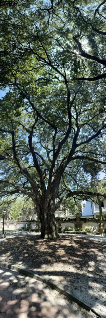 Canyon of Burning Light