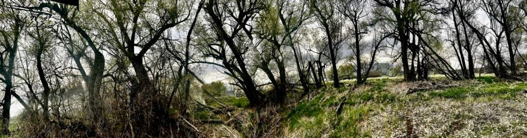 Soft Steps Through the Trees