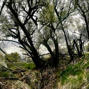 Soft Steps Through the Trees